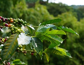 pestovanie kavy
